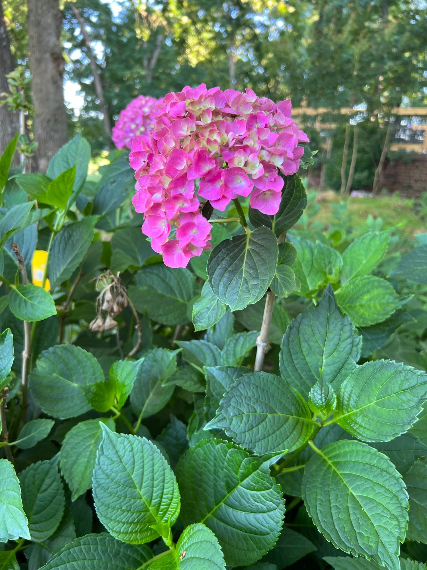 HYDRANGEA