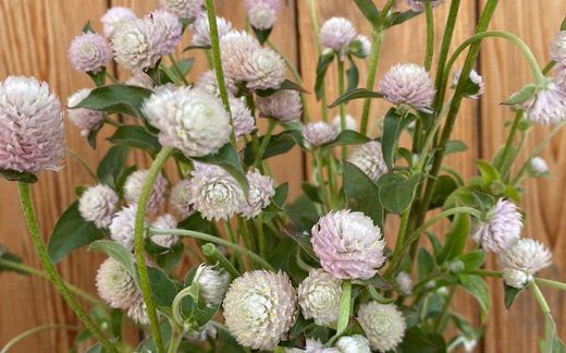 GOMPHRENA globosa QIS