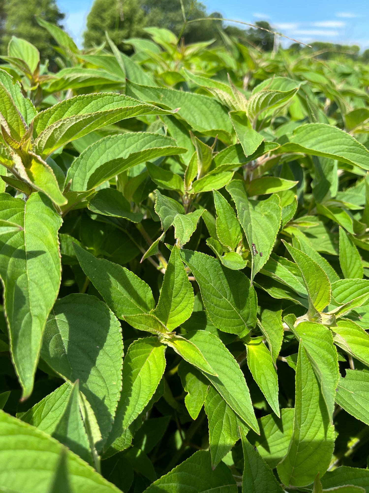 SALVIA elegans