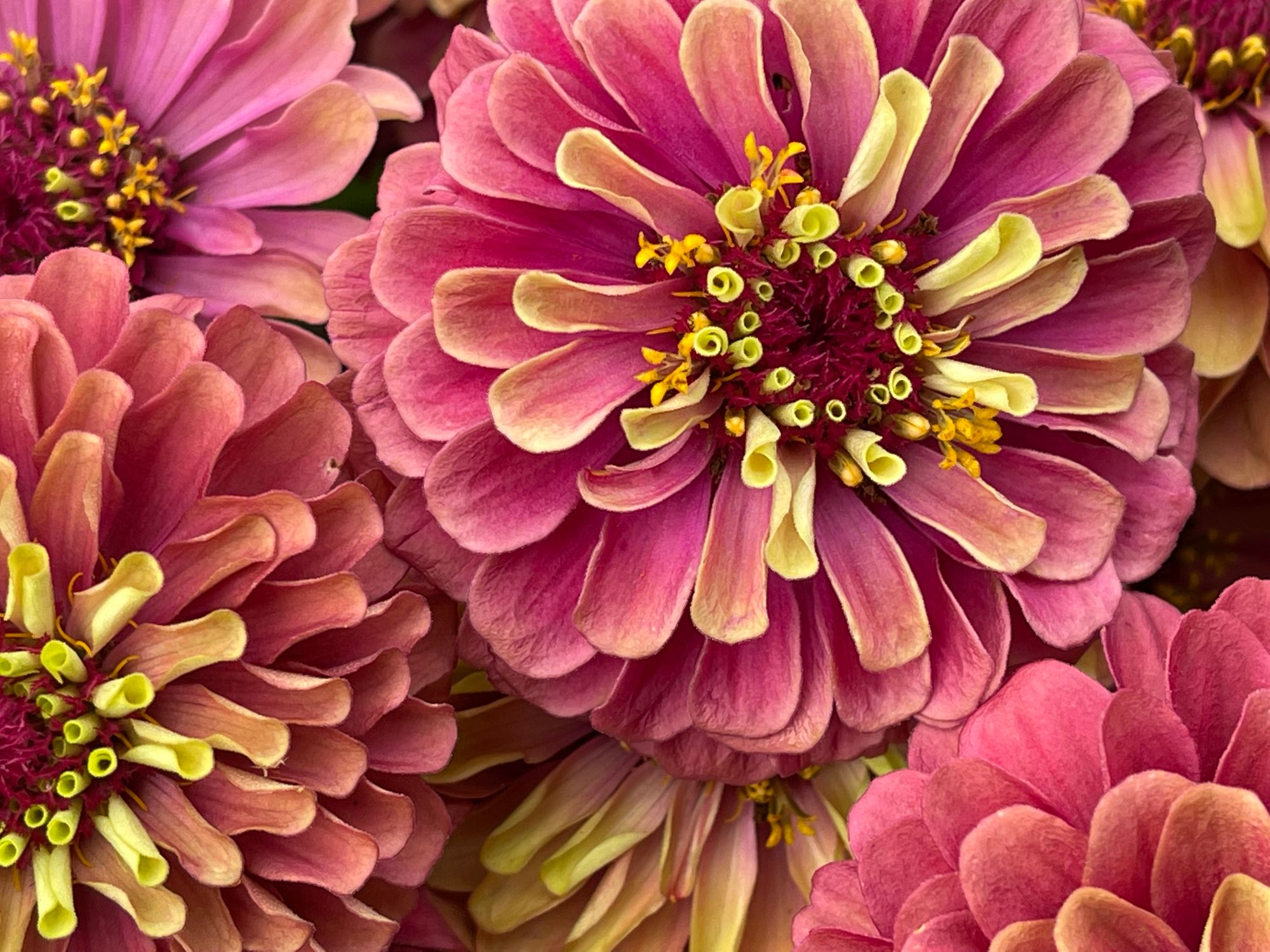 ZINNIA elegans Queeny Lime Red