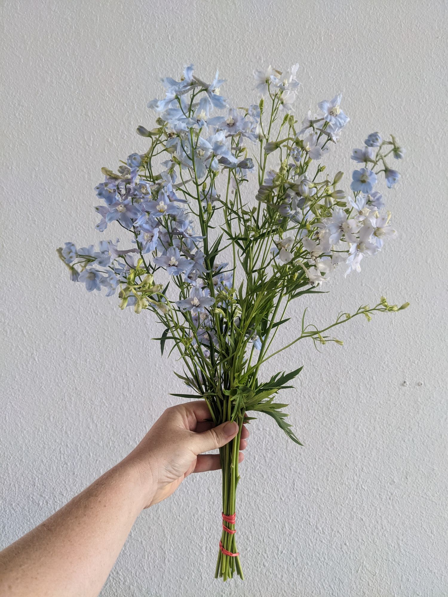 DELPHINIUM x belladonna Bellamosum