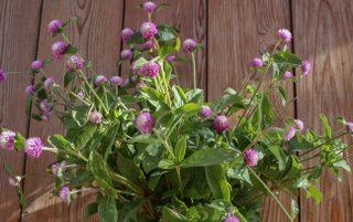 GOMPHRENA globosa Bicolor