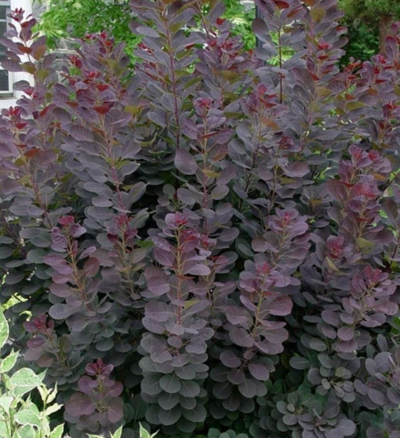 COTINUS coggygria