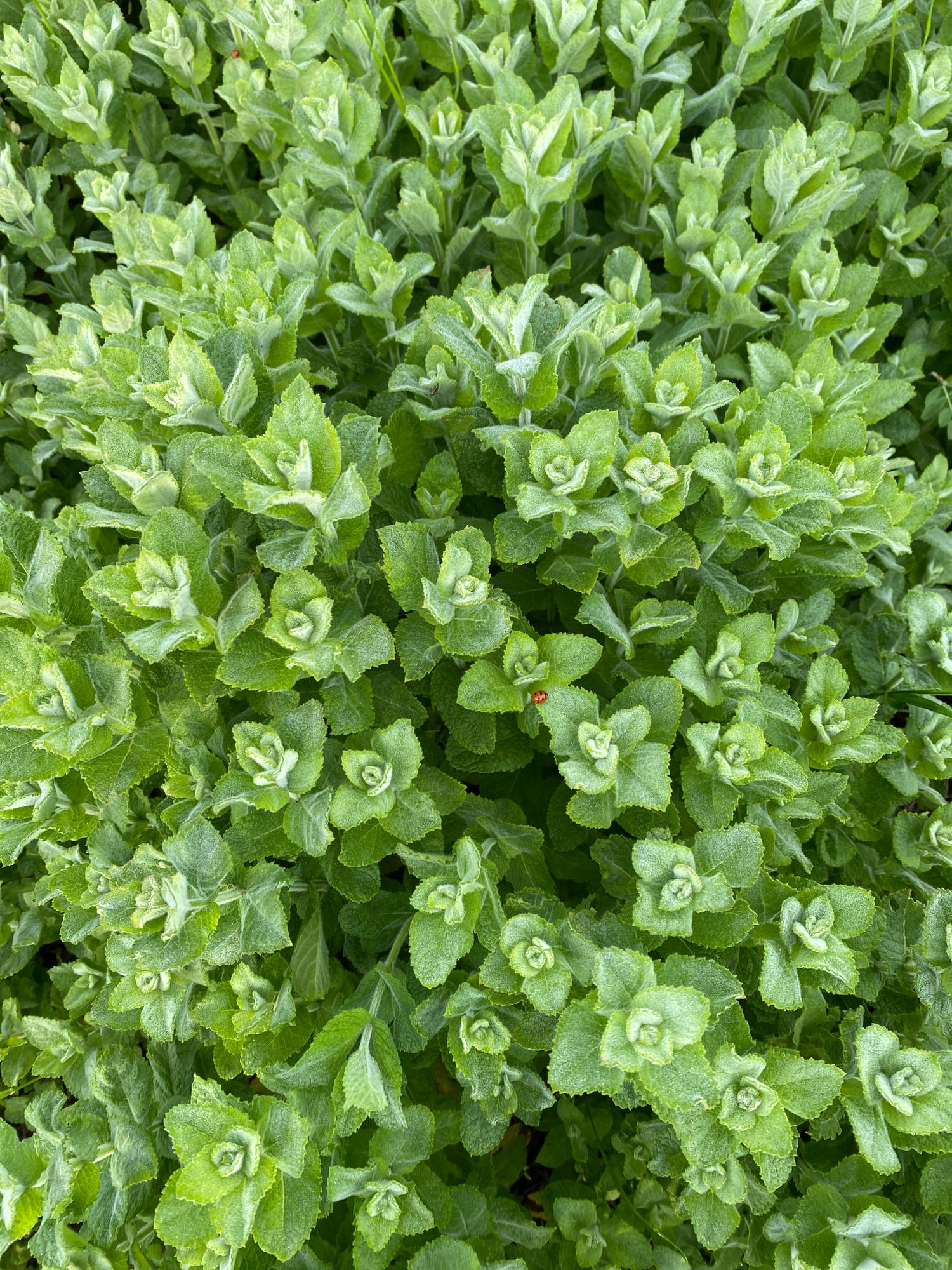 MENTHA suaveolens