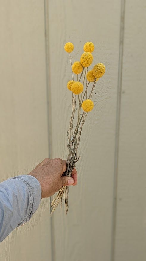 CRASPEDIA globosa Sun Ball