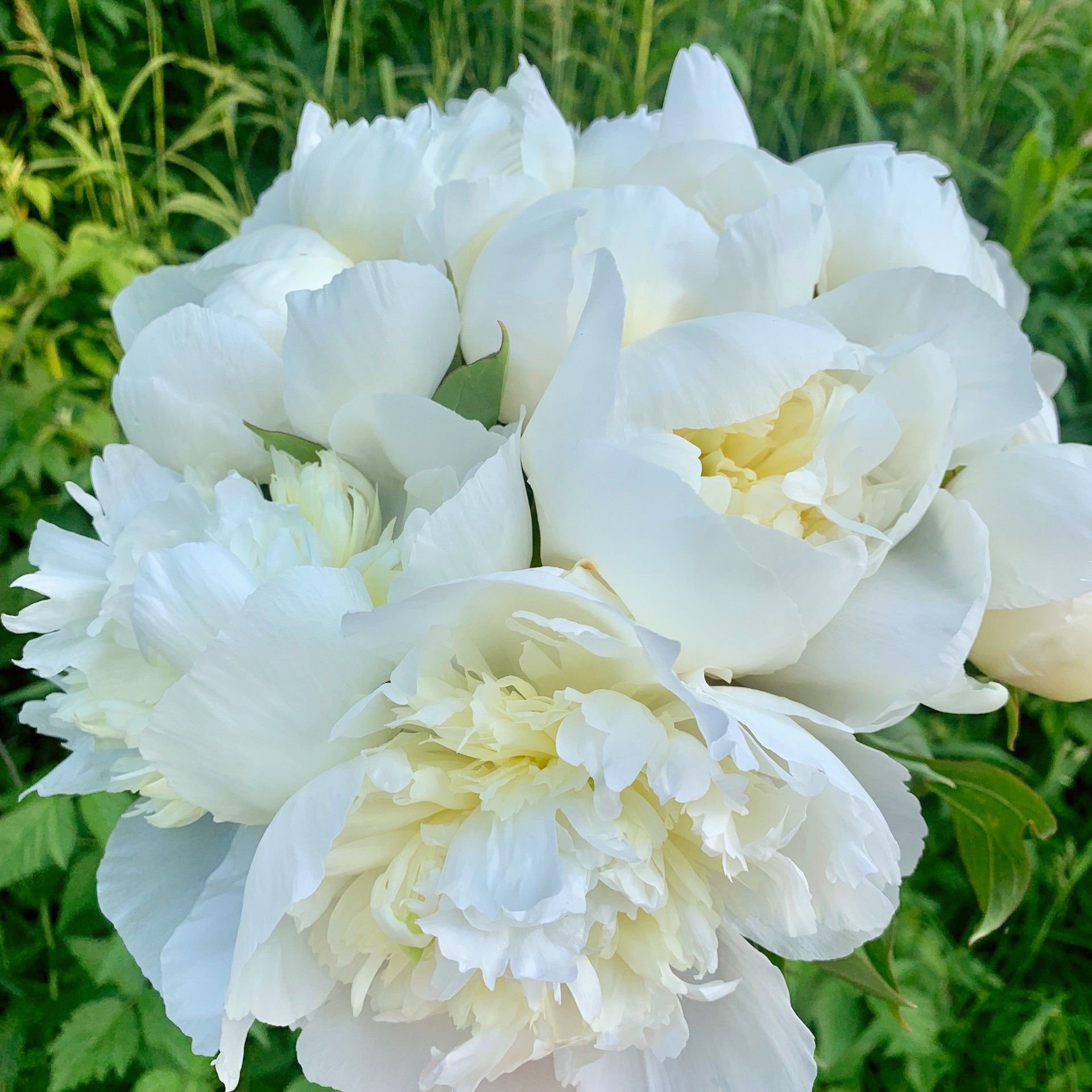 Everyday Bouquet Classic White (15 stems)