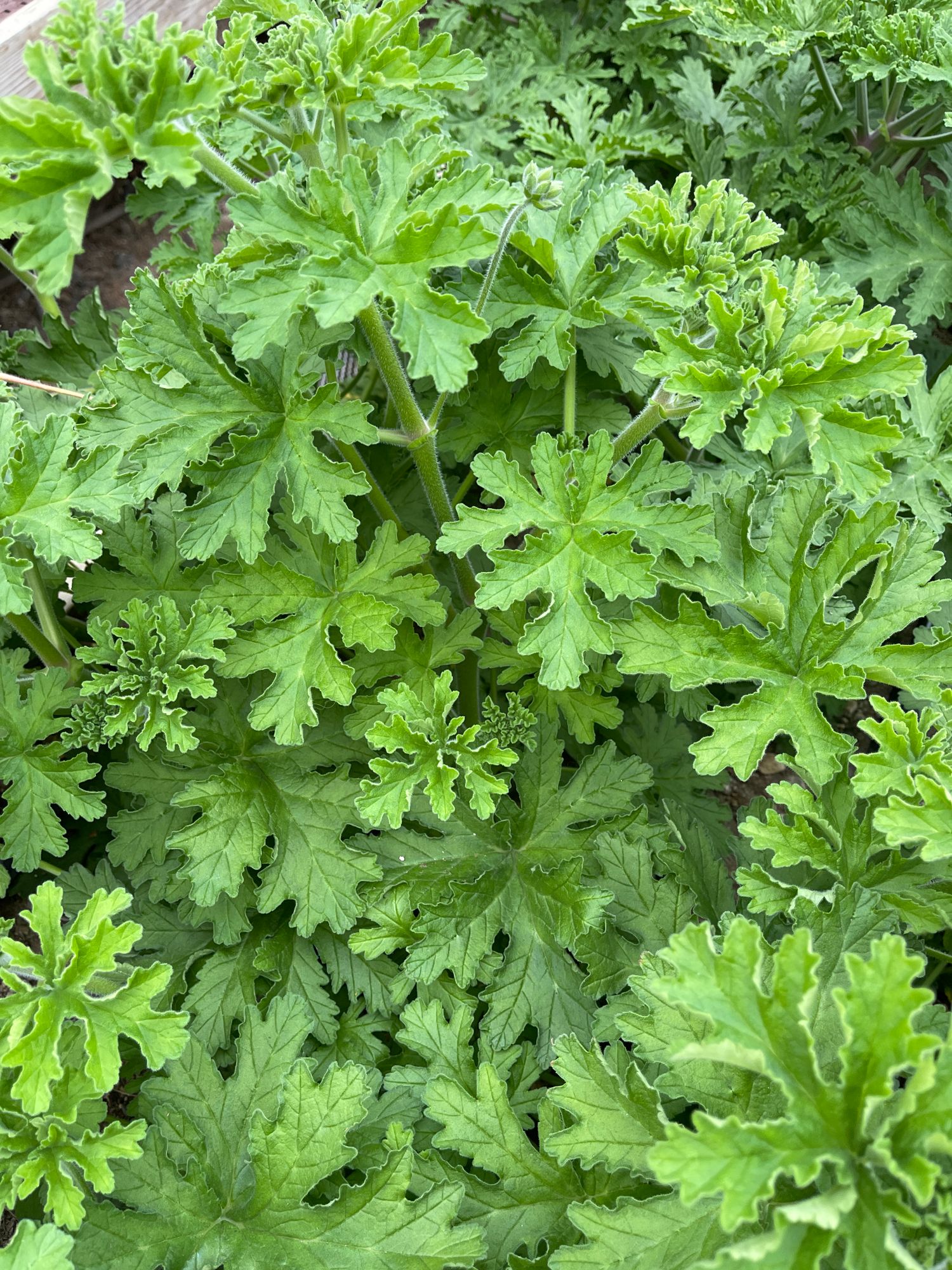 PELARGONIUM capitatum