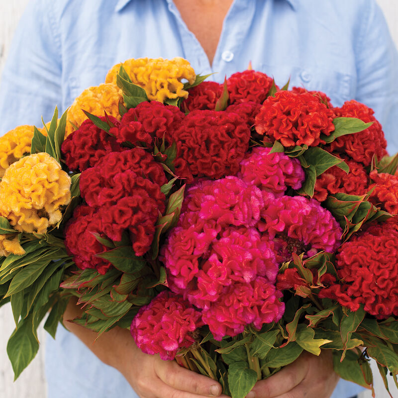 CELOSIA argentea var. cristata Chief