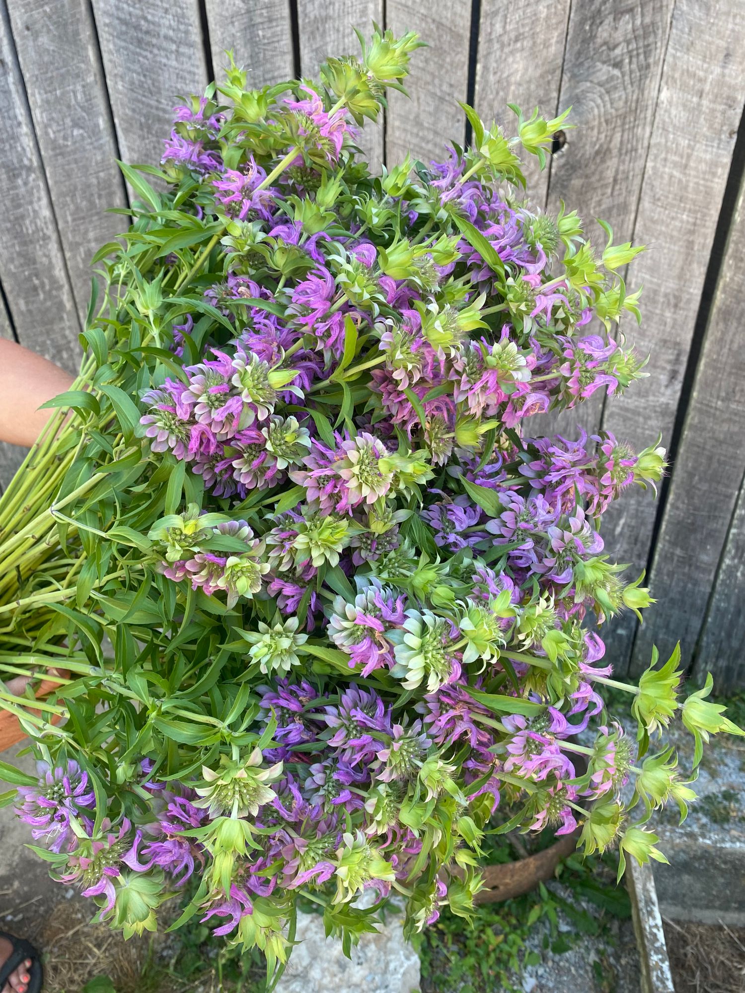 MONARDA citriodora Lambada