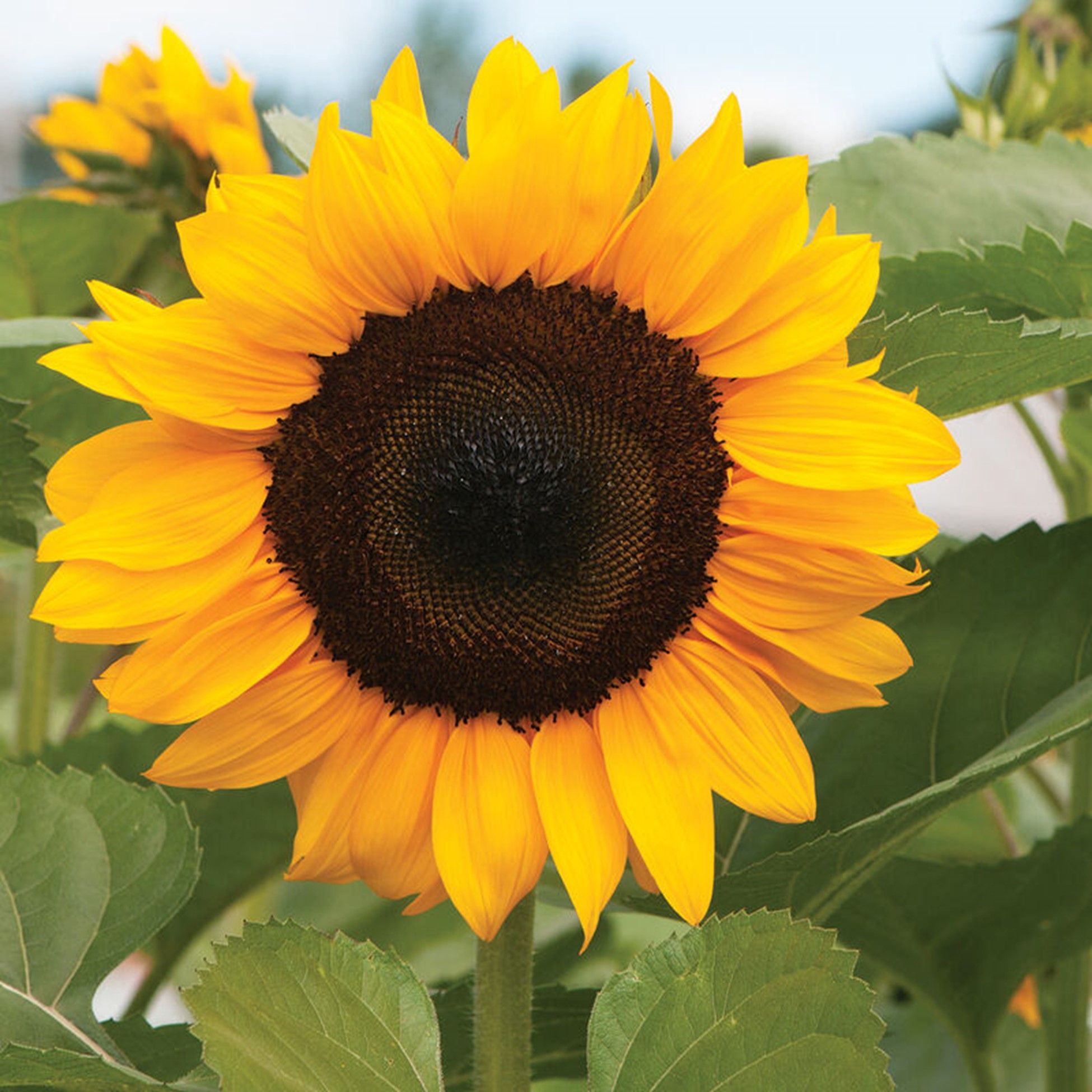 HELIANTHUS annuus ProCut Orange