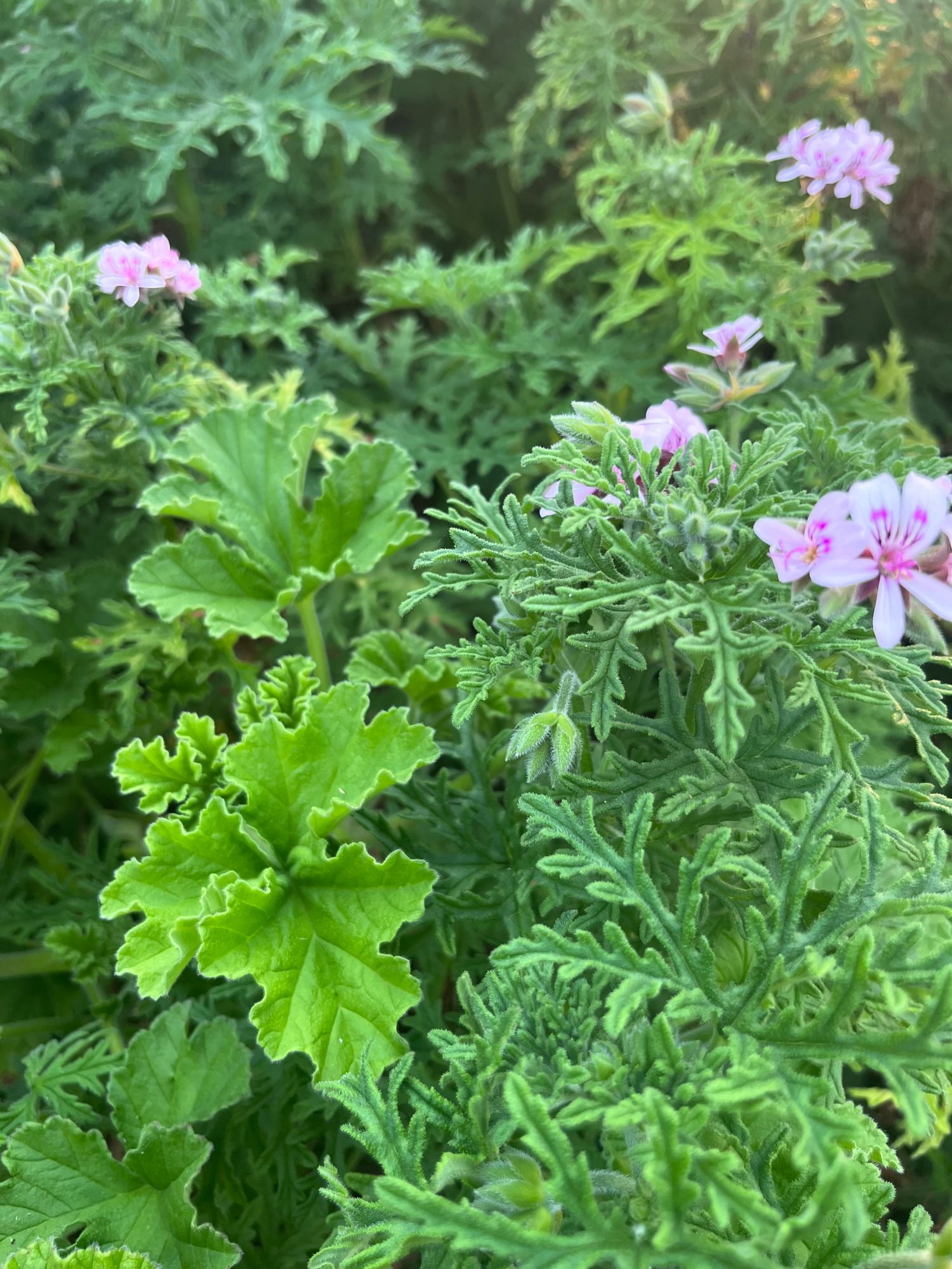 PELARGONIUM graveolens