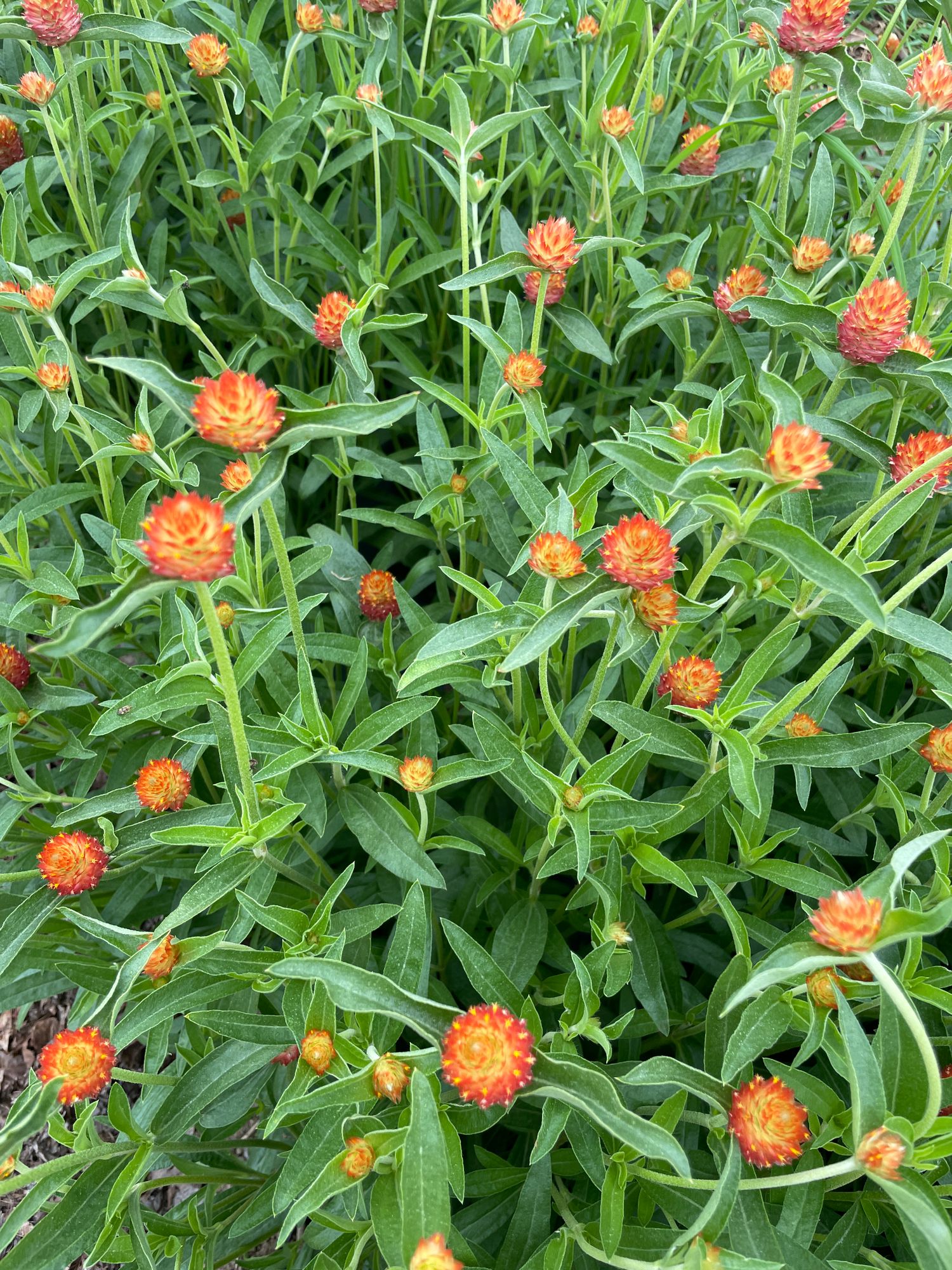 GOMPHRENA haageana