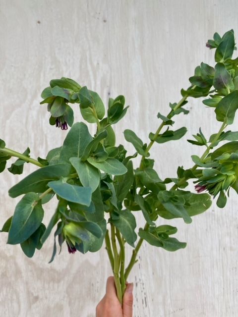 CERINTHE glabra