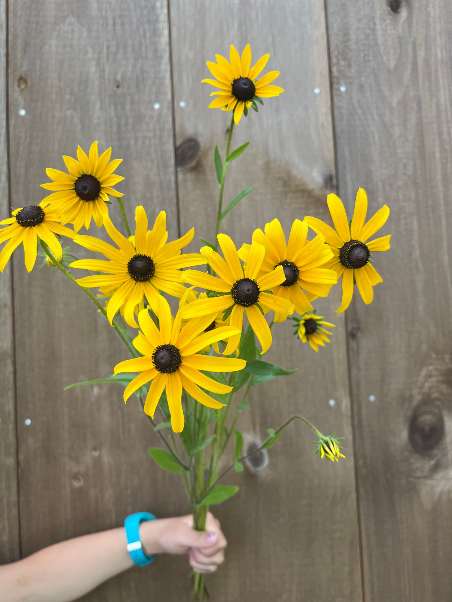 RUDBECKIA hirta Denver Daisy