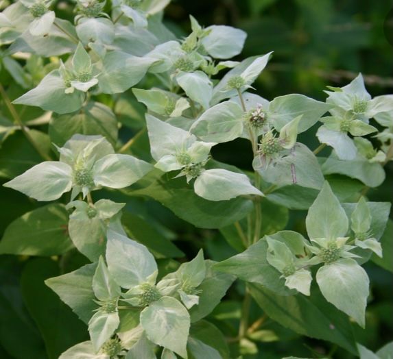 PYCNANTHEMUM muticum