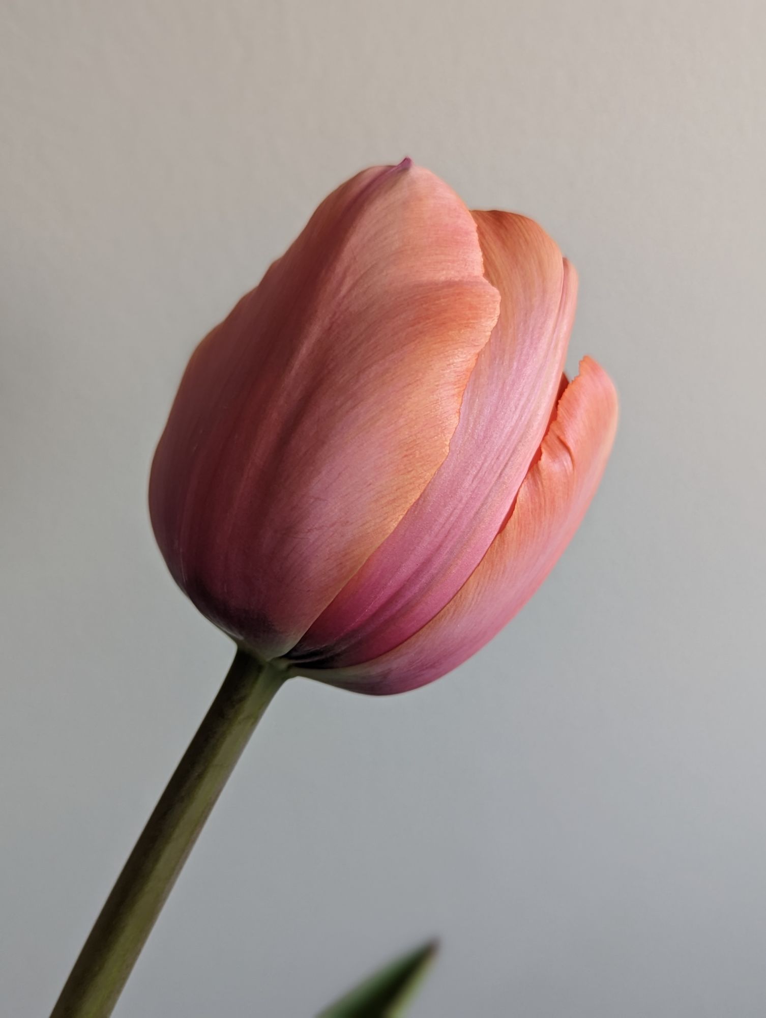 TULIPA Apricot Impression