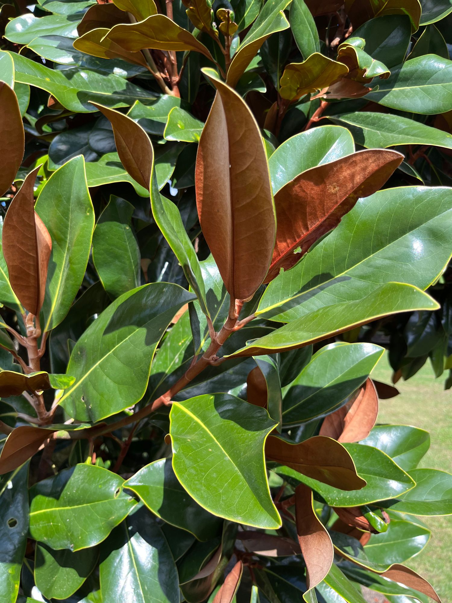 MAGNOLIA grandiflora