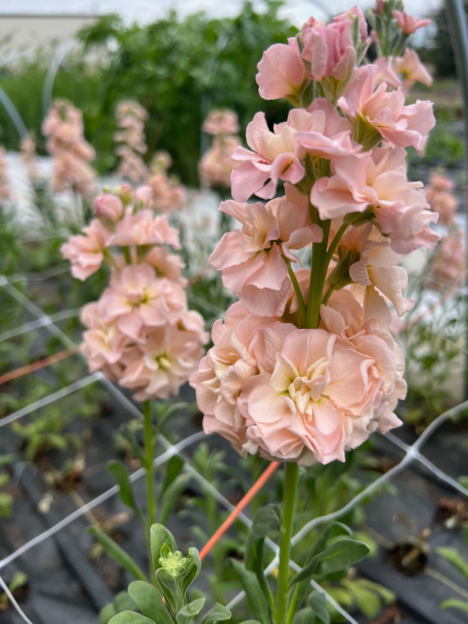 MATTHIOLA incana Iron