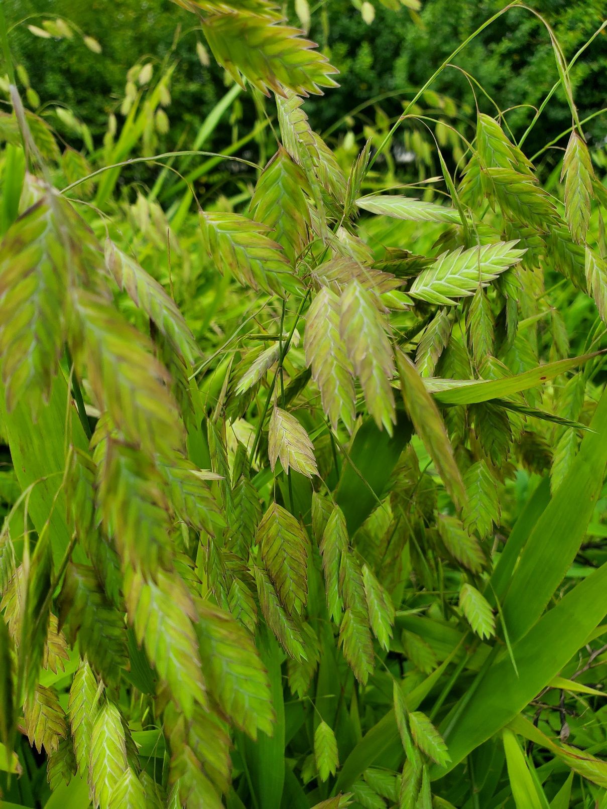CHASMANTHIUM latifolium