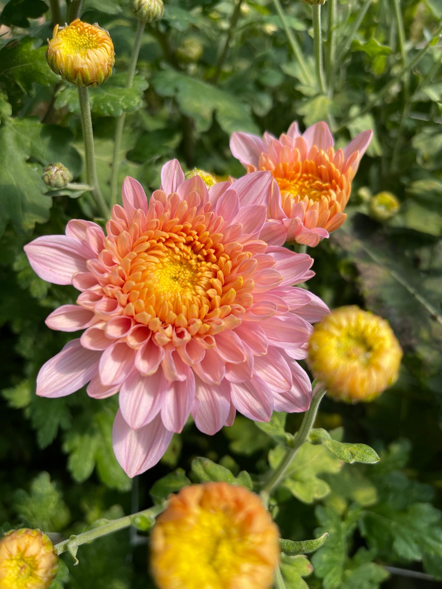 CHRYSANTHEMUM x Coral Charm