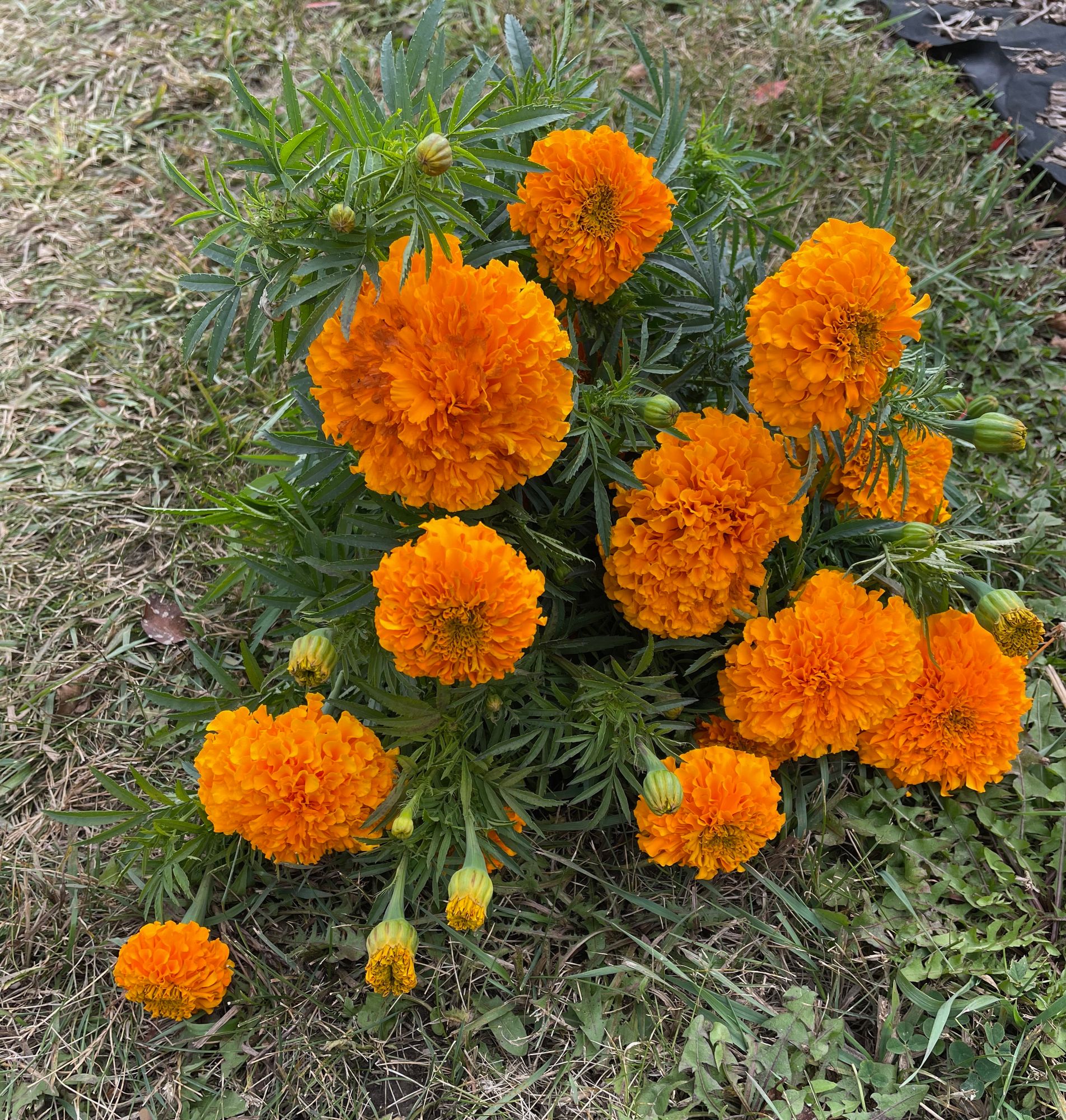 TAGETES erecta