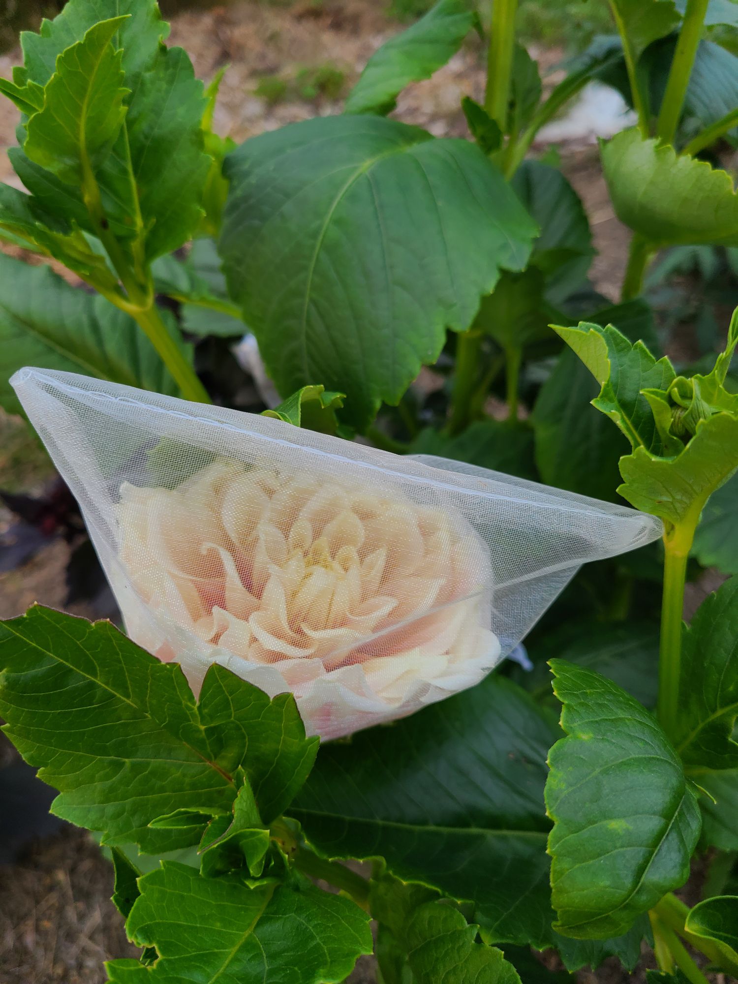 DAHLIA Cafe Au Lait