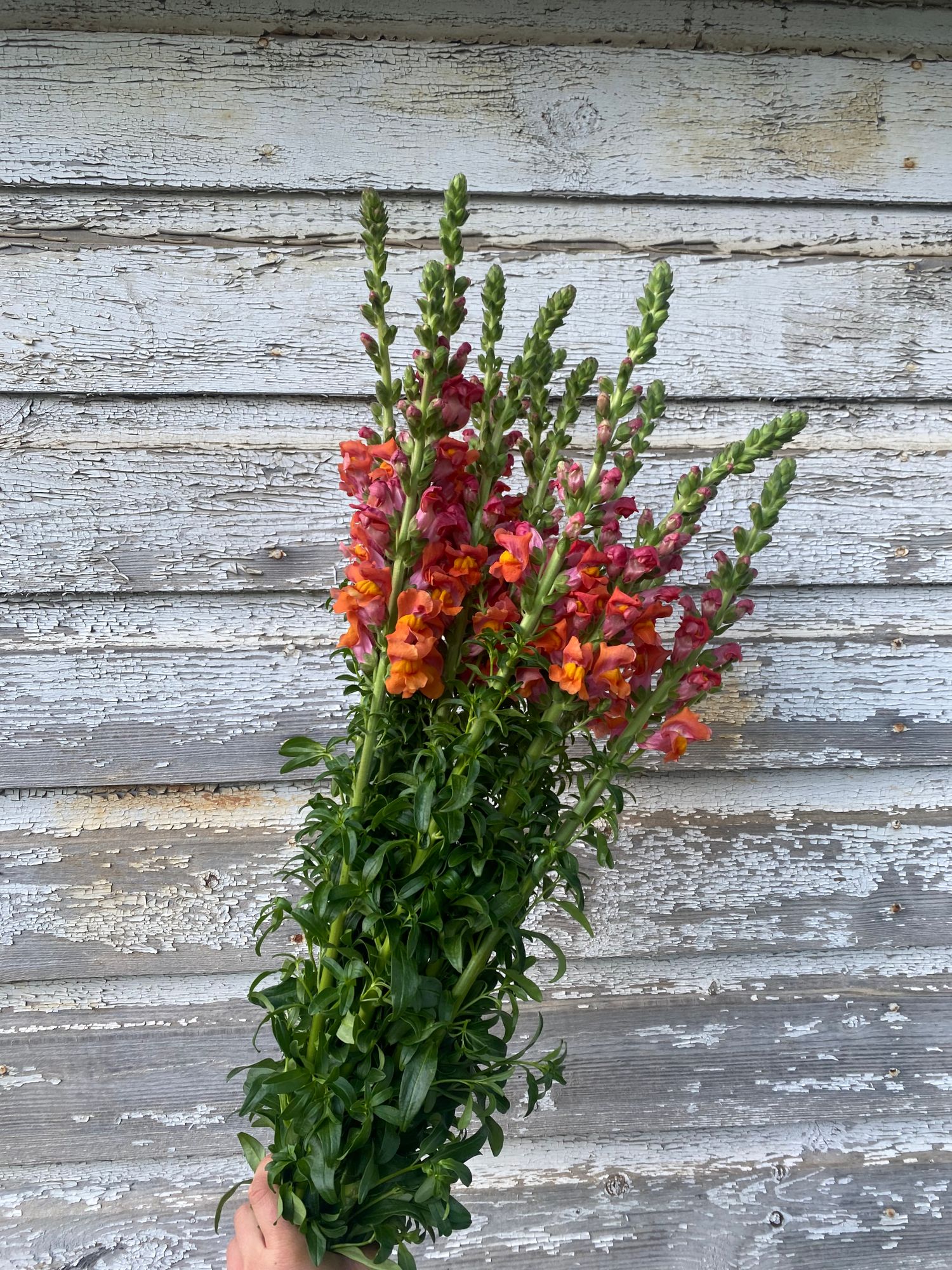 ANTIRRHINUM majus Potomac