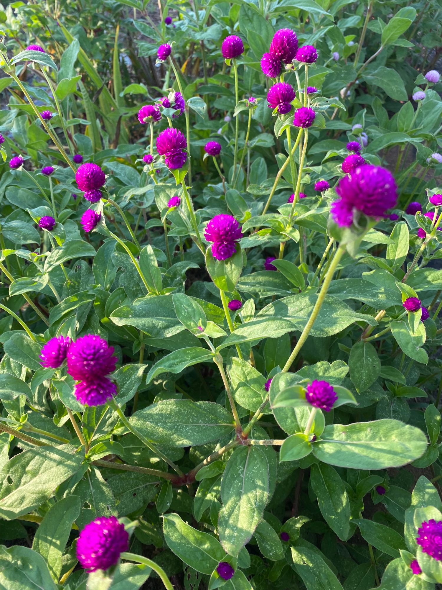 GOMPHRENA haageana