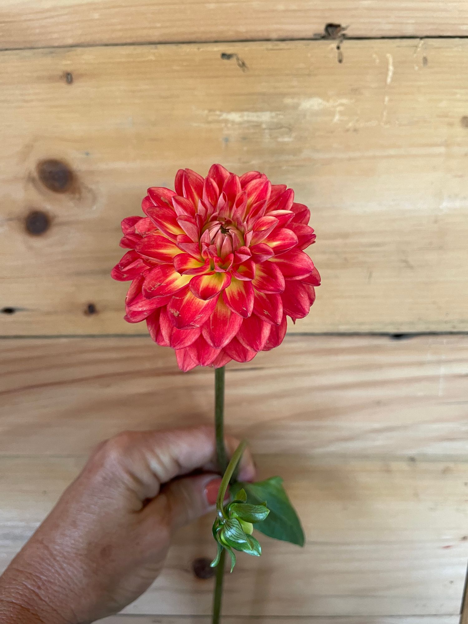 DAHLIA