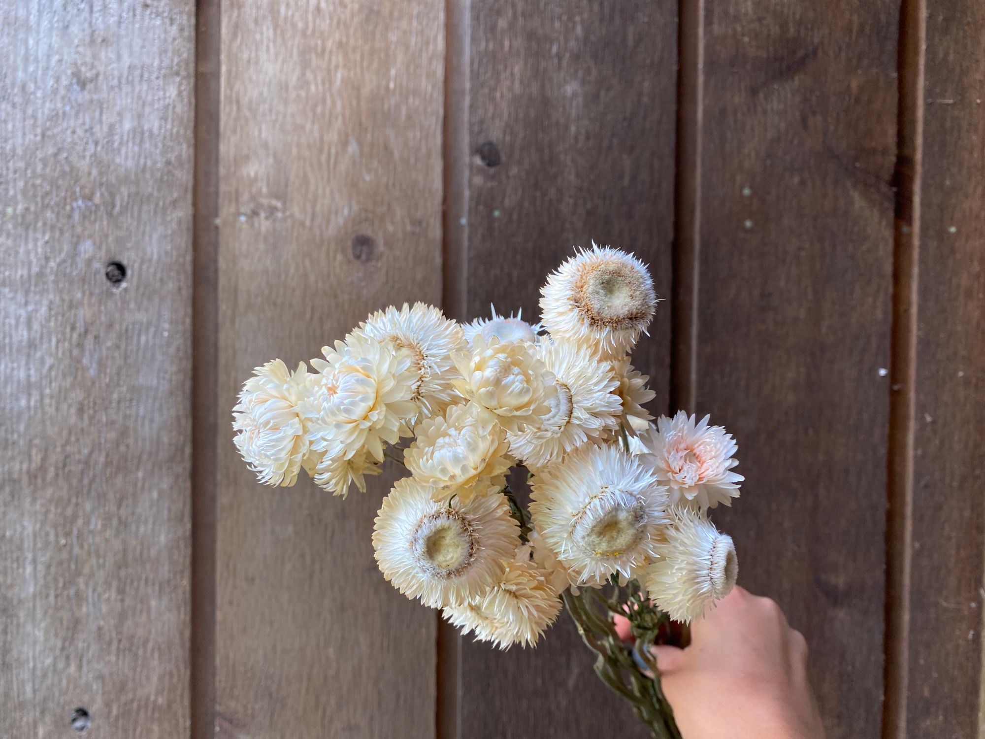 XEROCHRYSUM bracteatum