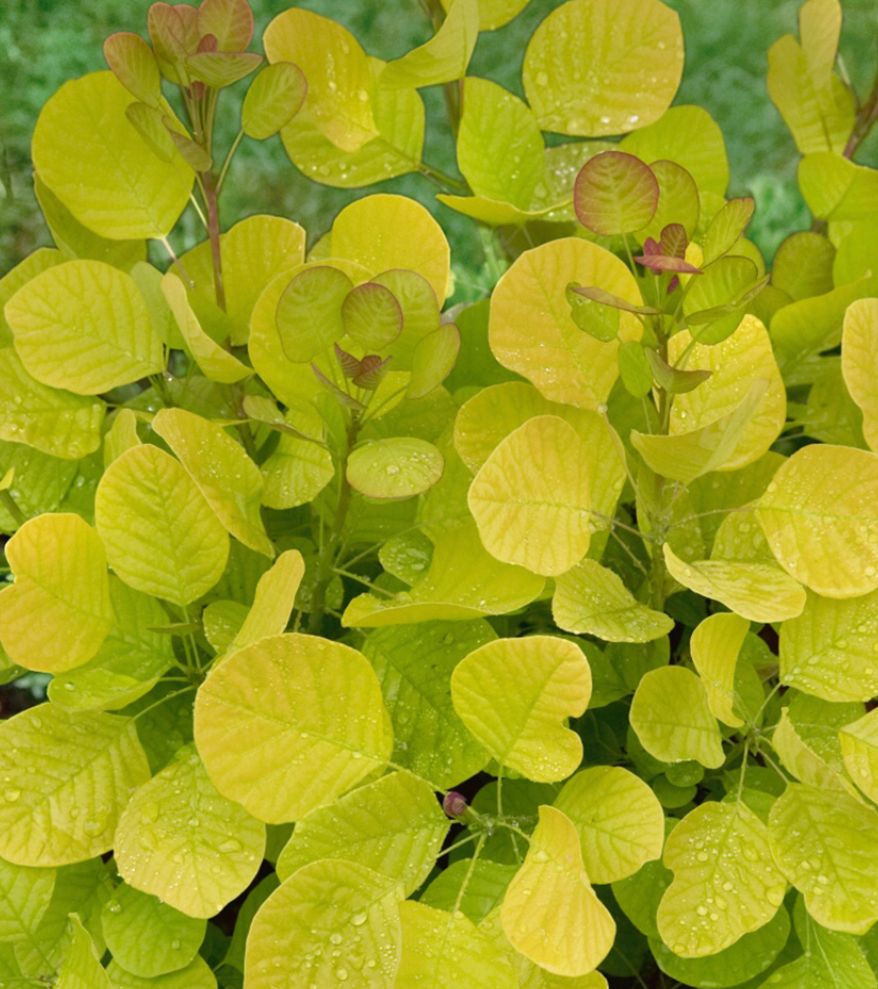 COTINUS coggygria