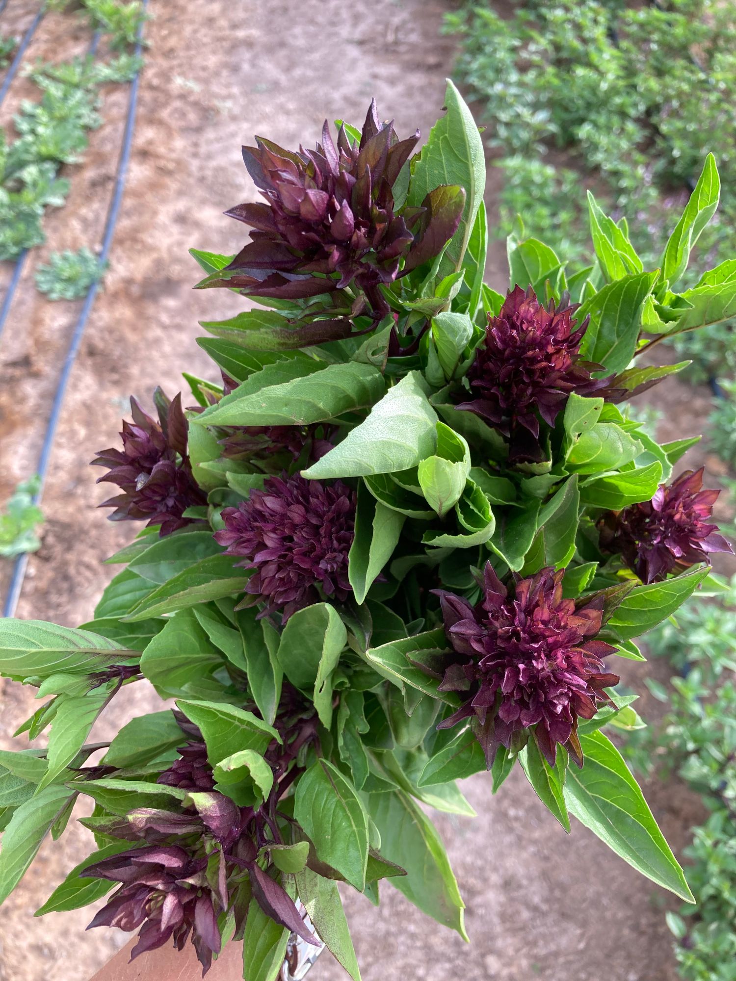 OCIMUM basilicum Cardinal