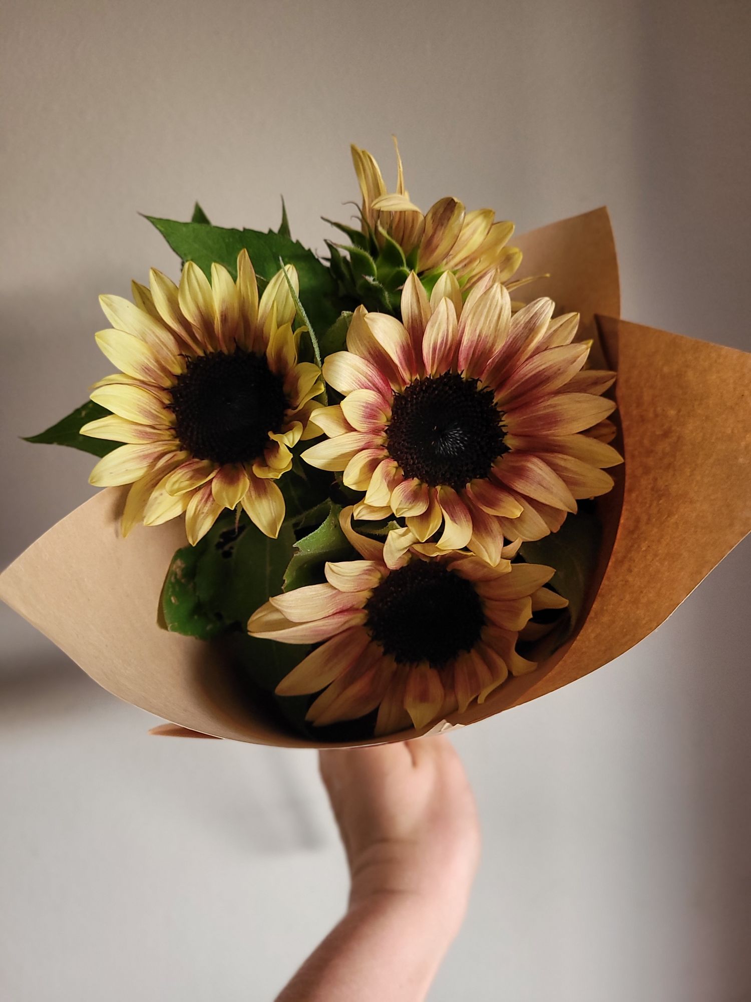 HELIANTHUS