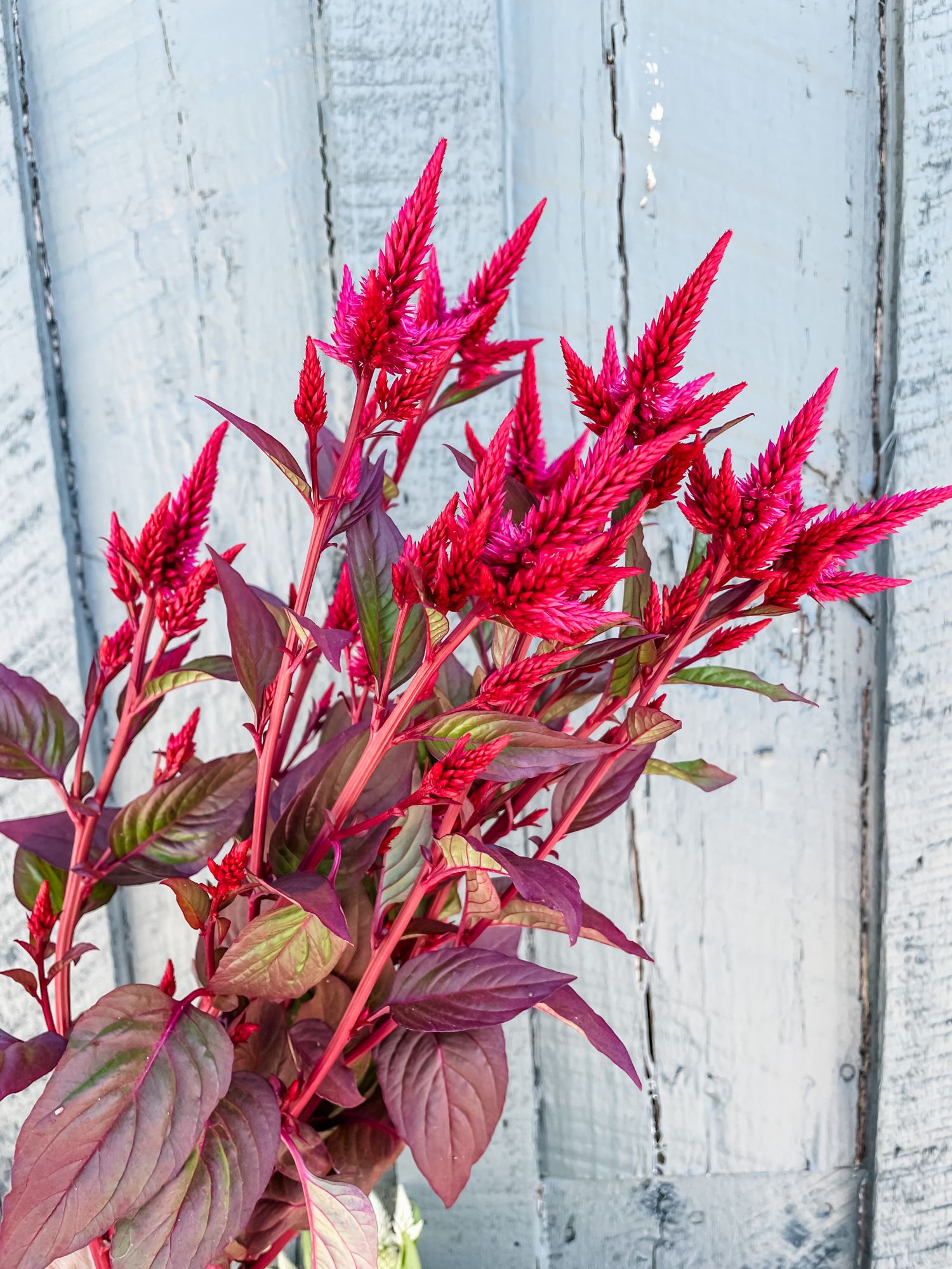 CELOSIA argentea spicata Celway Red
