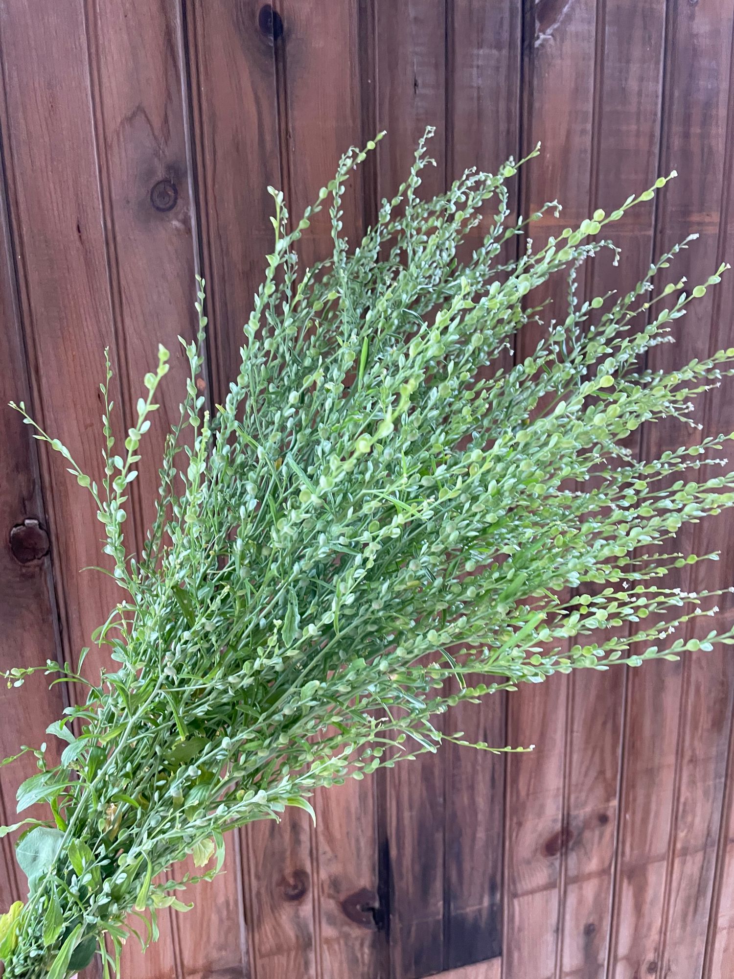 LEPIDIUM sativum