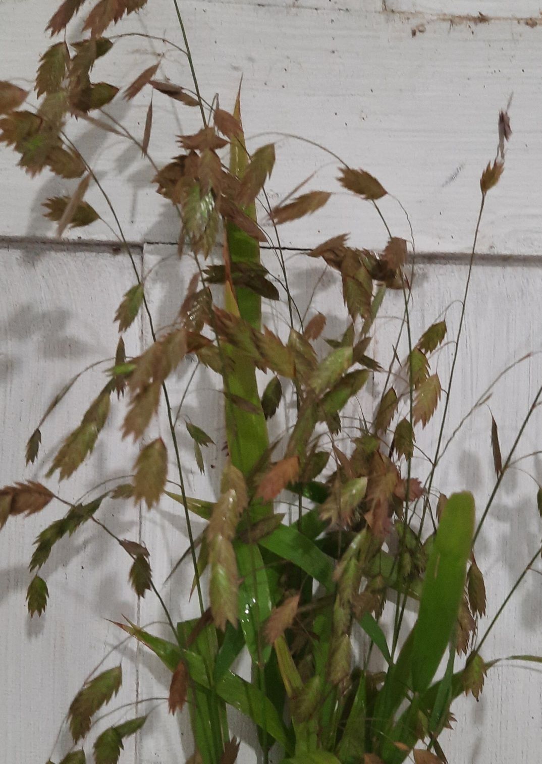 CHASMANTHIUM latifolium