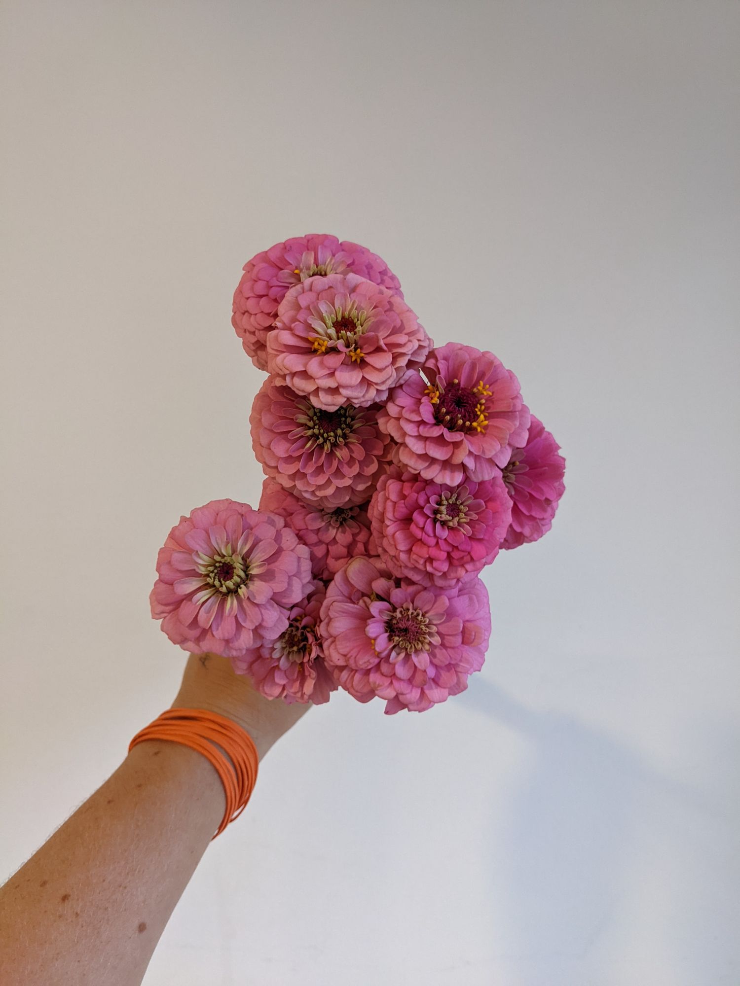 ZINNIA elegans Oklahoma Series