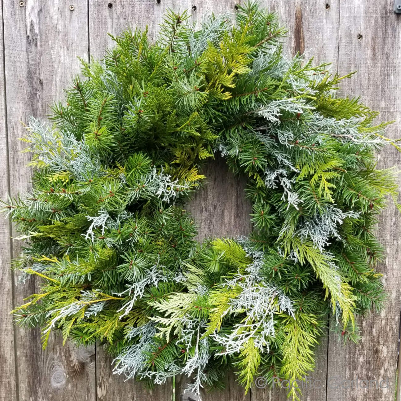 Mixed Evergreen Wreath on 12" Wire Frame