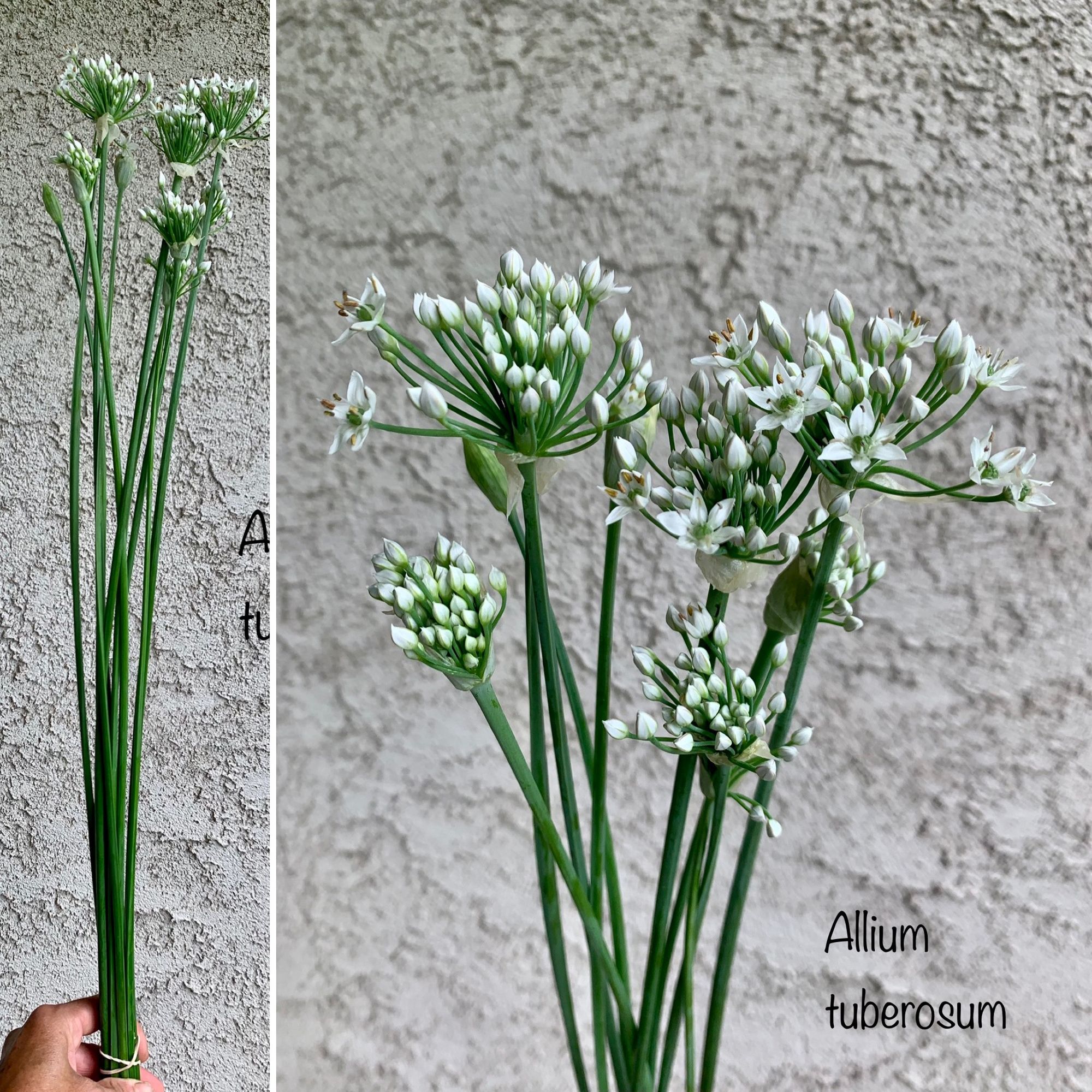 ALLIUM tuberosum