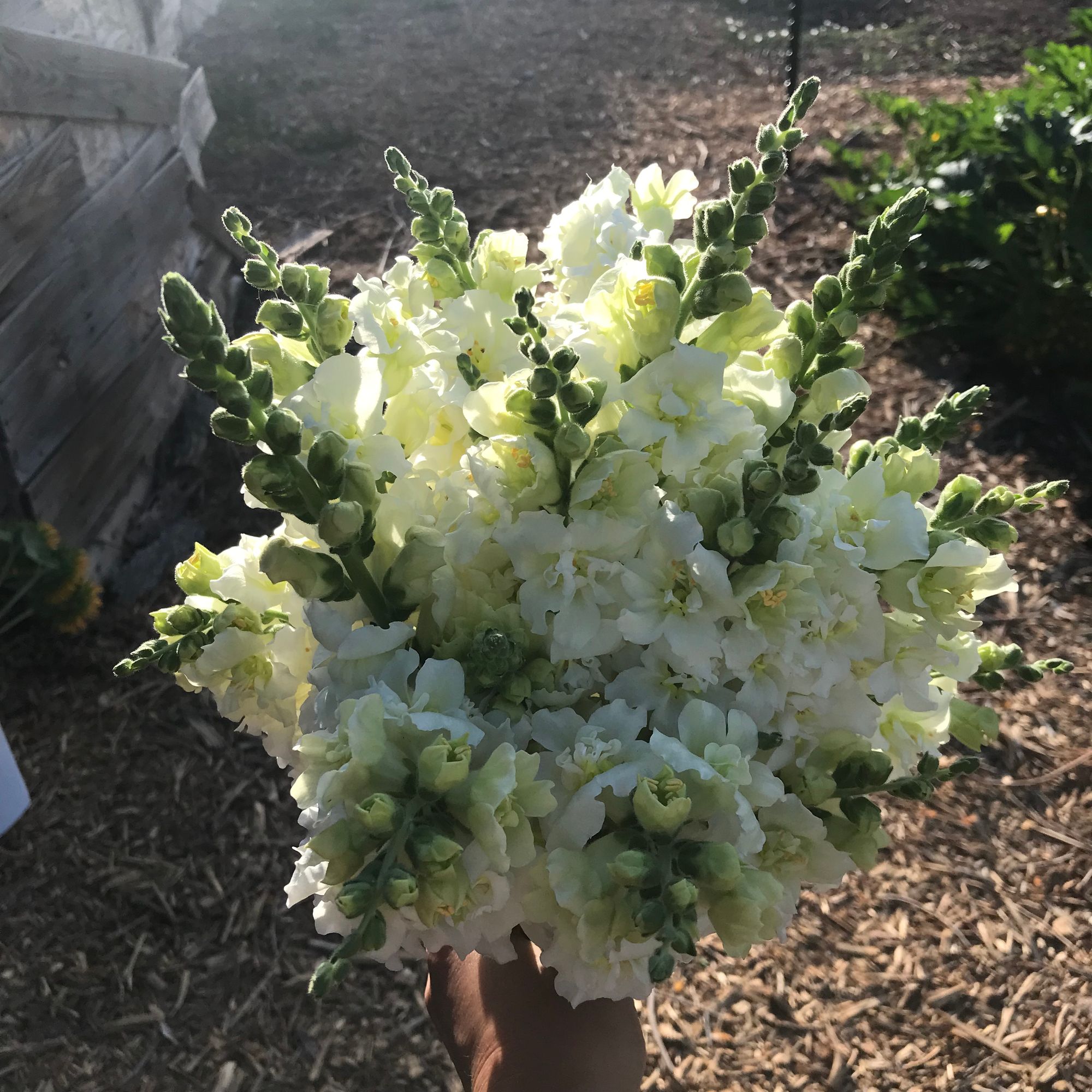ANTIRRHINUM majus Madame Butterfly