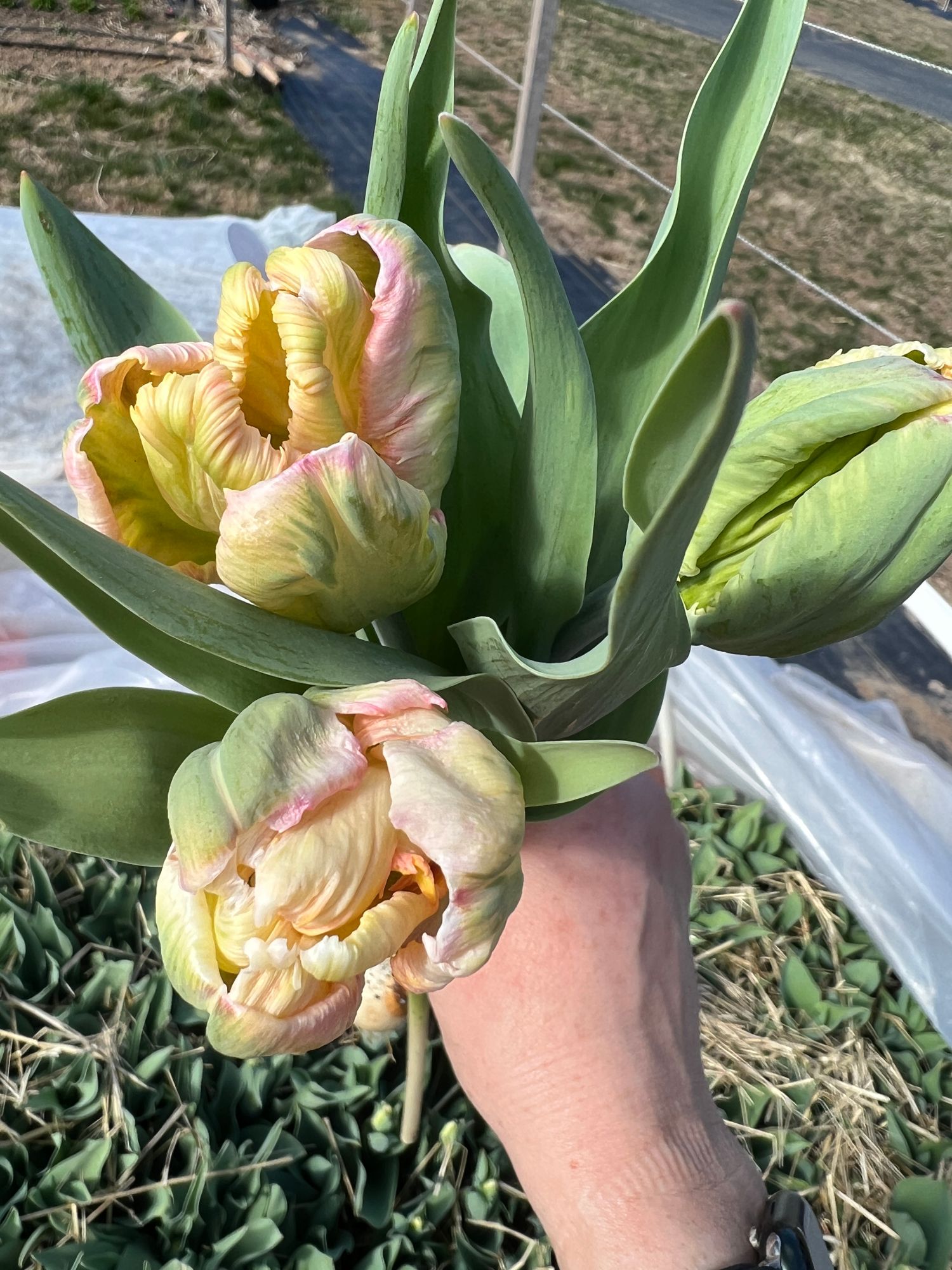 TULIPA Apricot Parrot