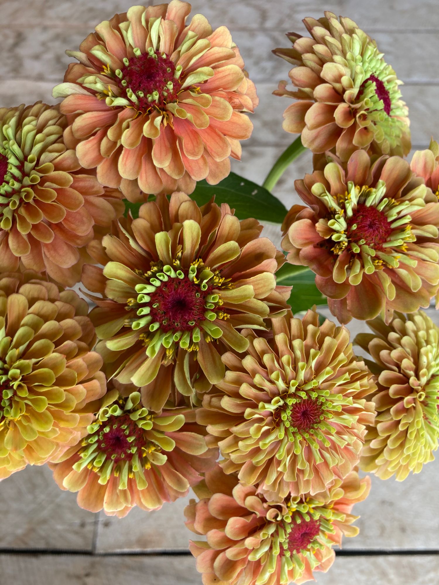 ZINNIA elegans Queeny Series