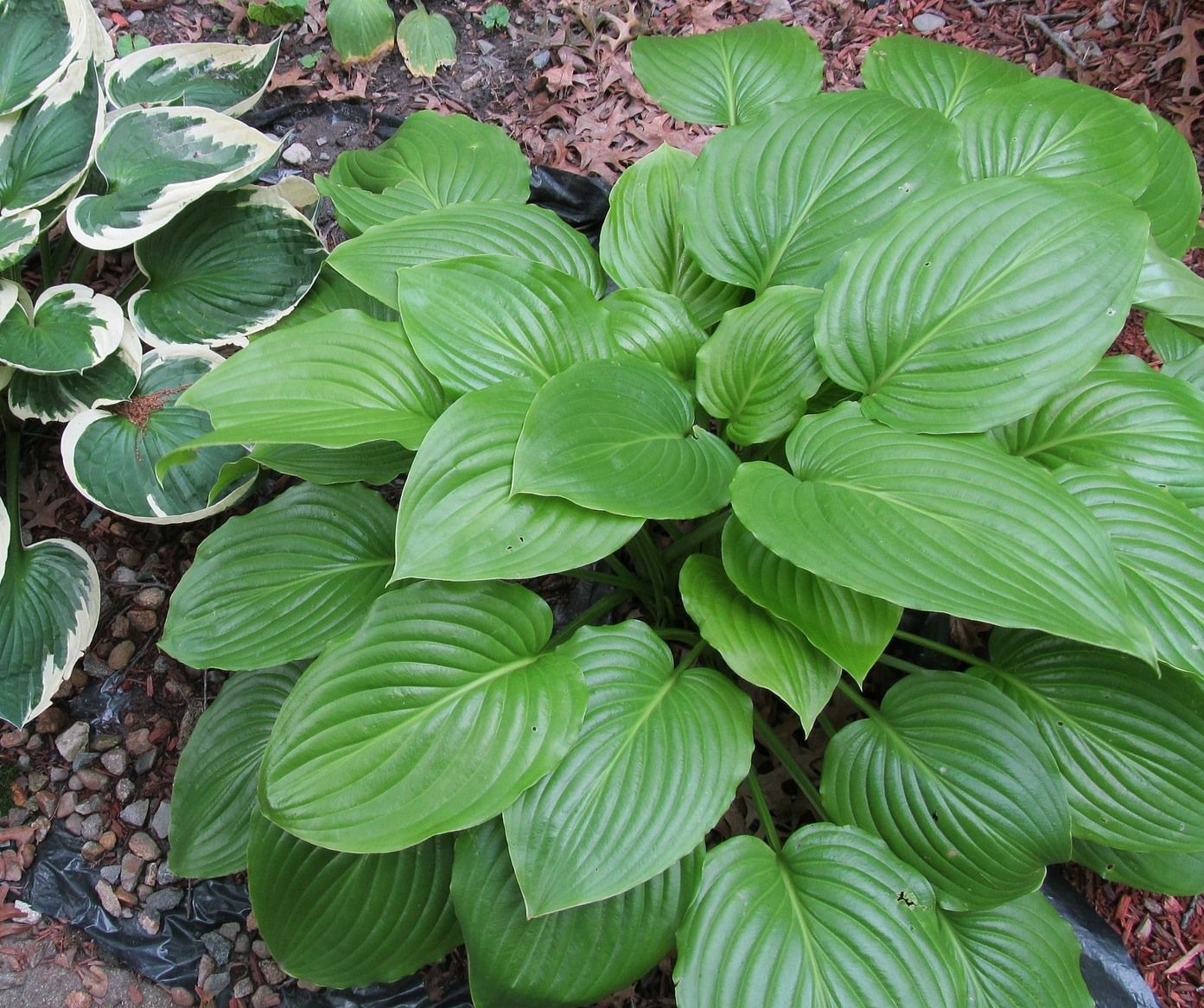 HOSTA elata