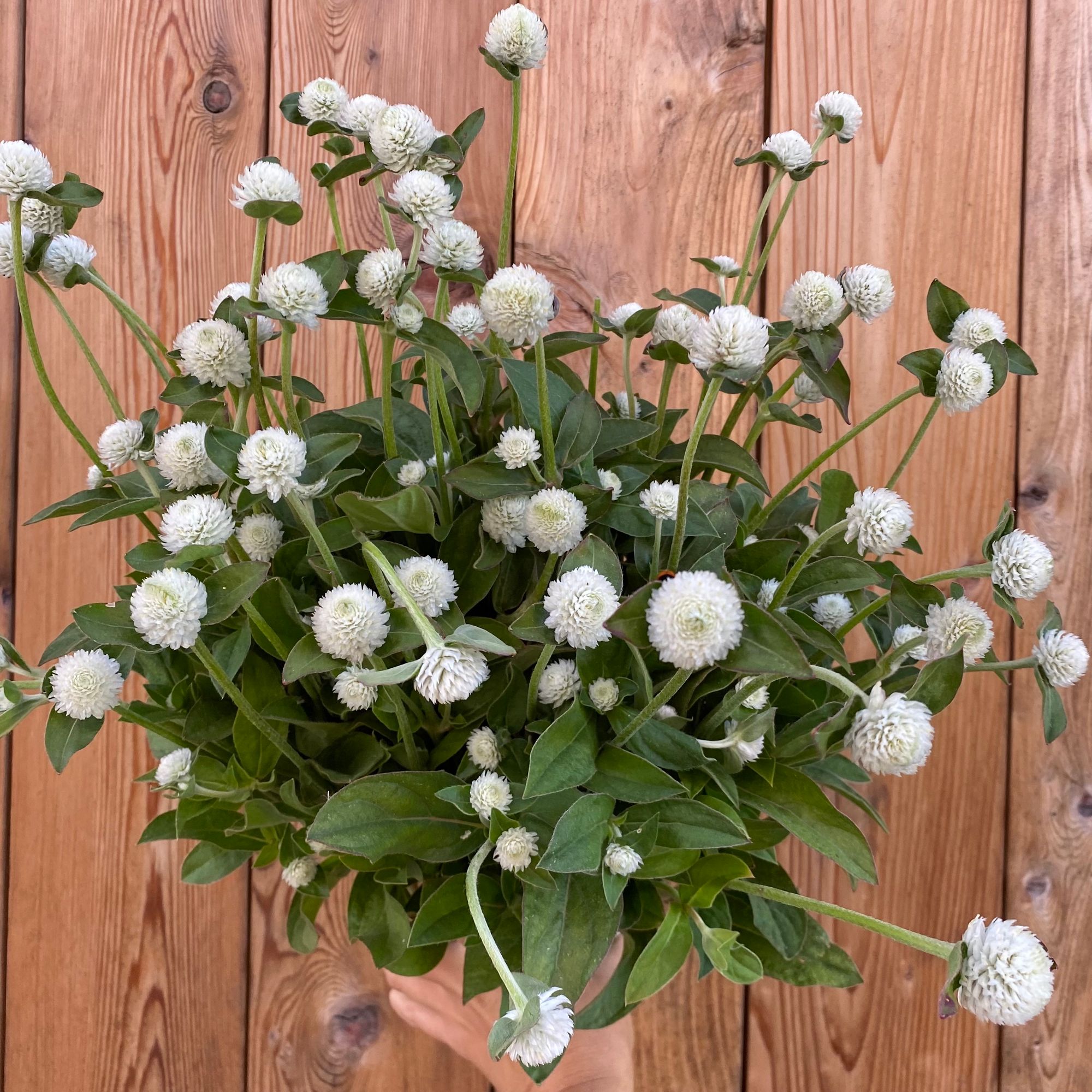 GOMPHRENA globosa