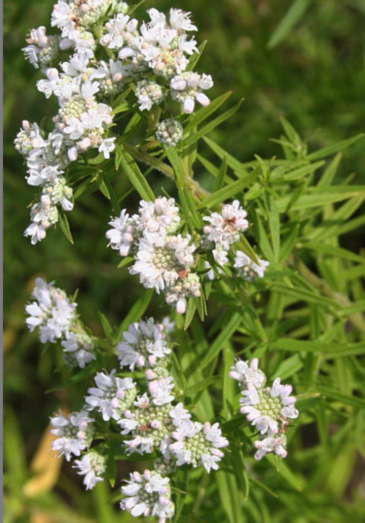 PYCNANTHEMUM pilosum
