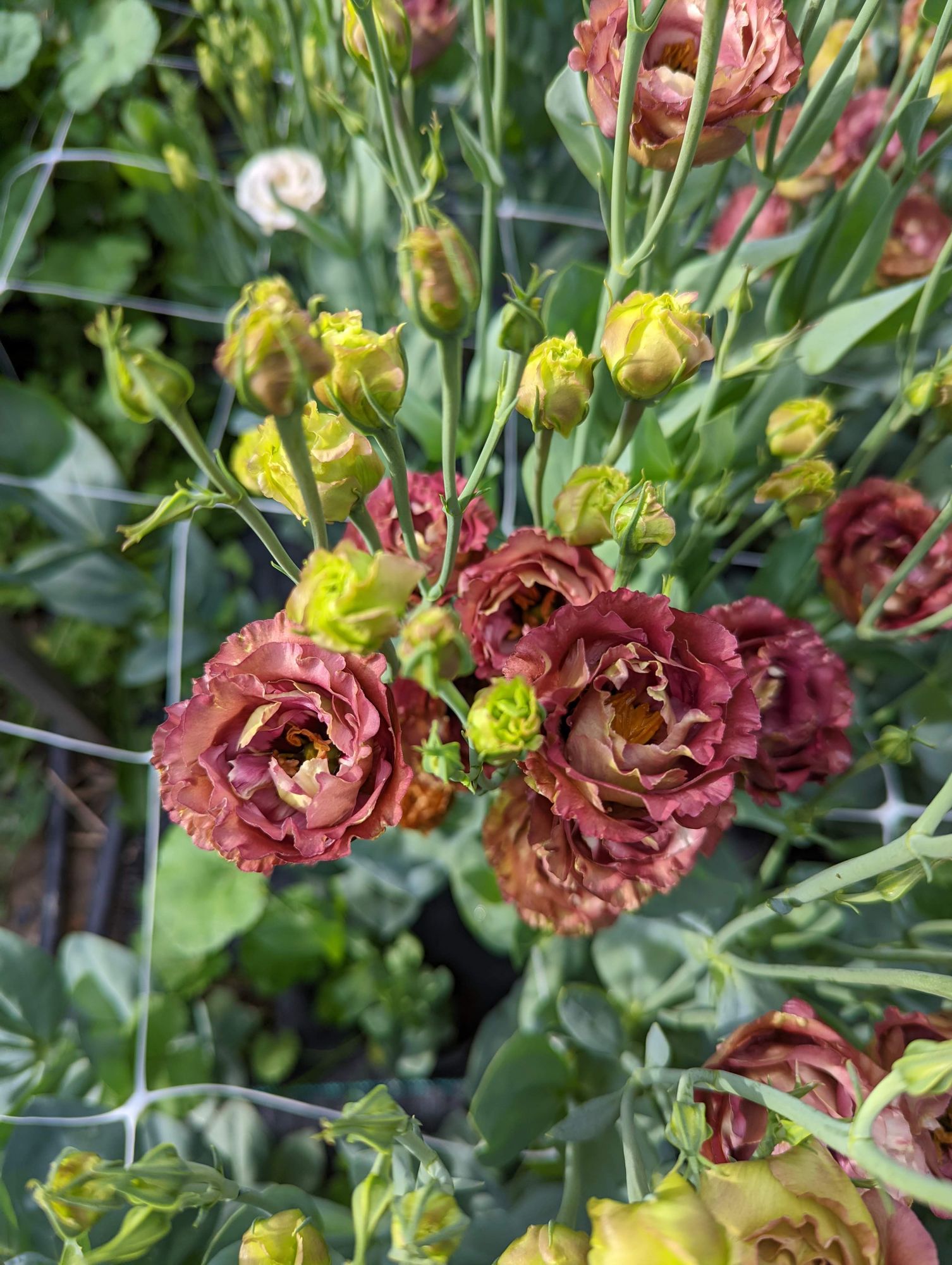 EUSTOMA grandiflorum