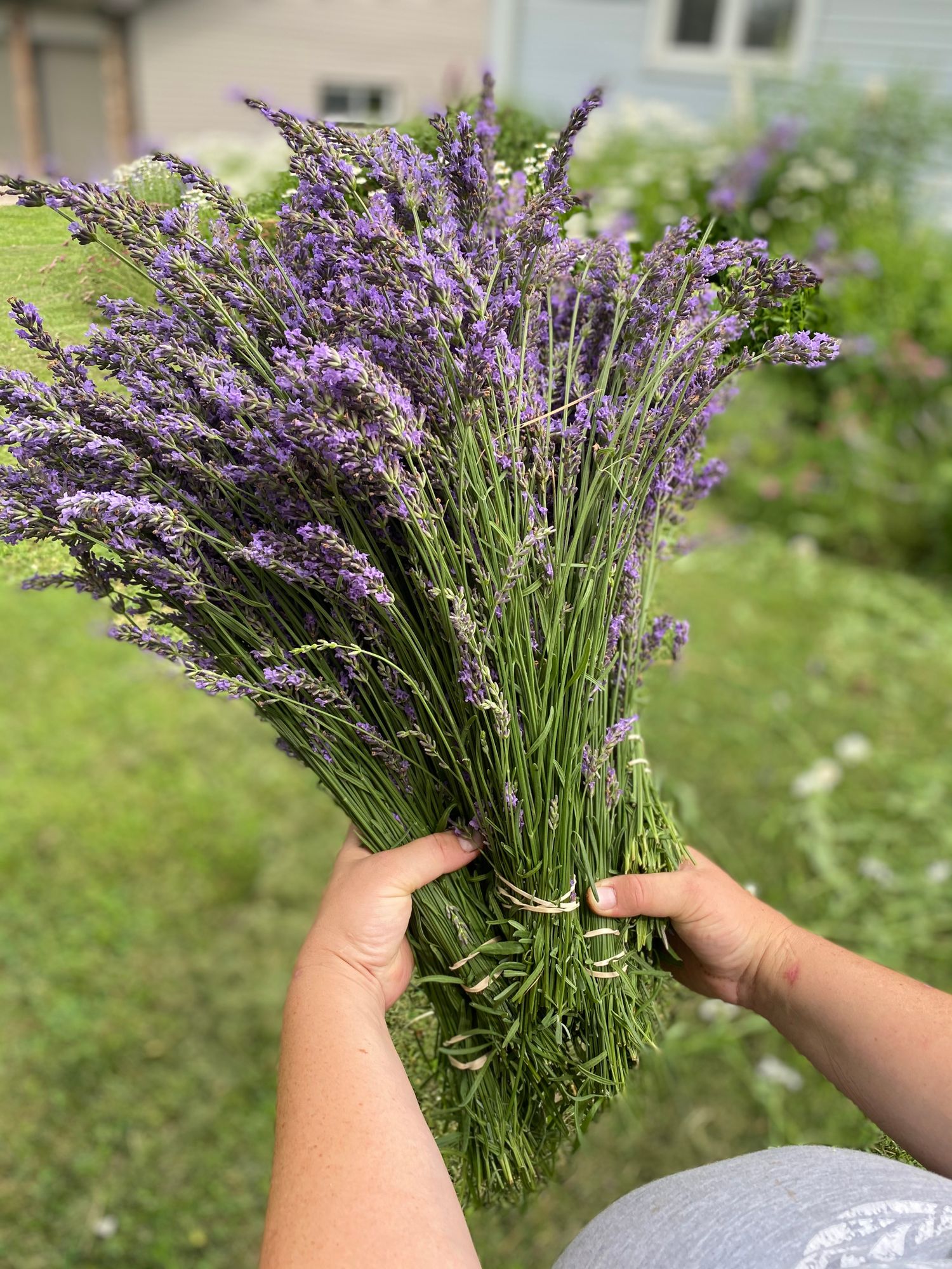 Lavender Bulk bucket