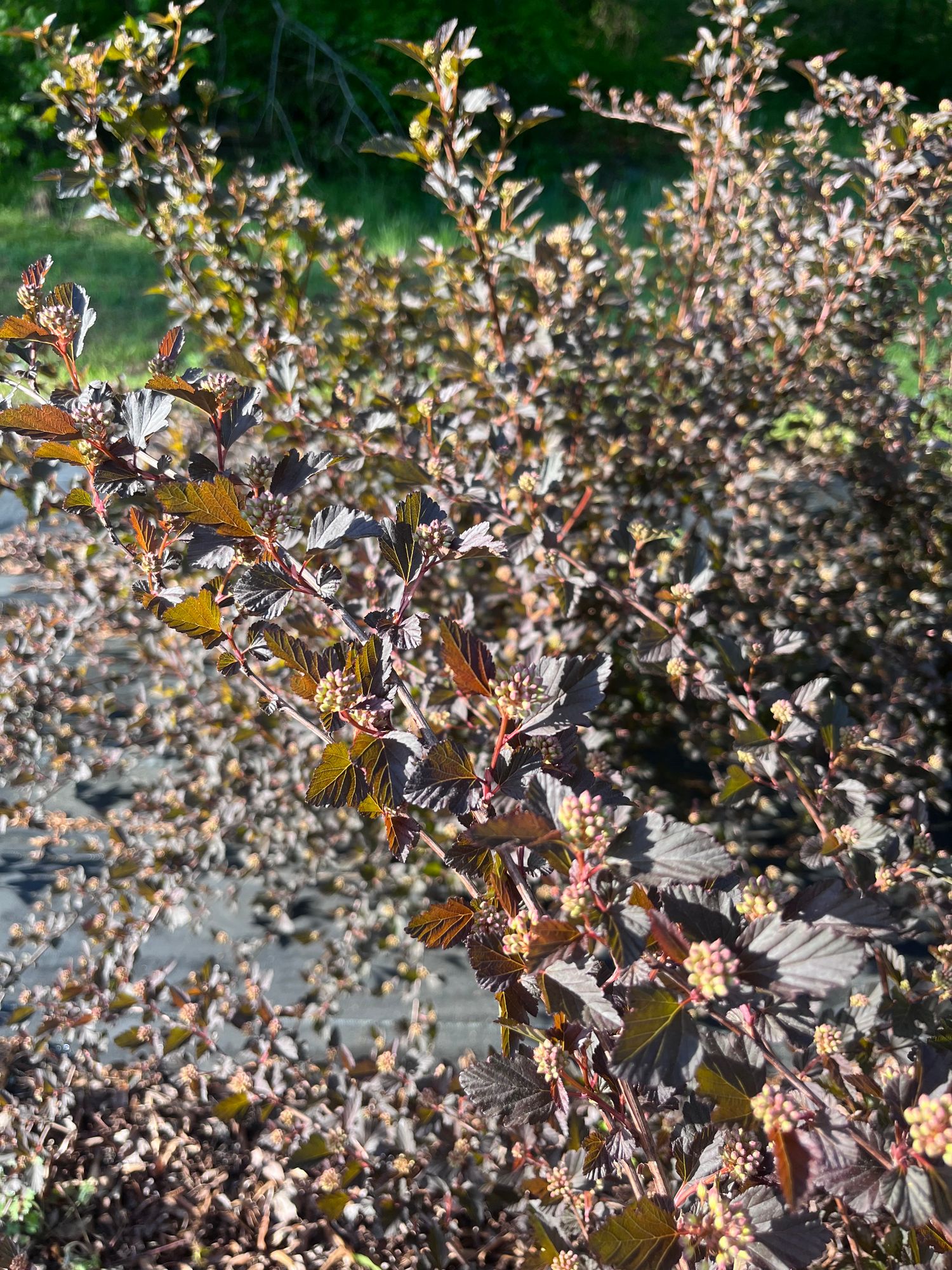 PHYSOCARPUS opulifolius