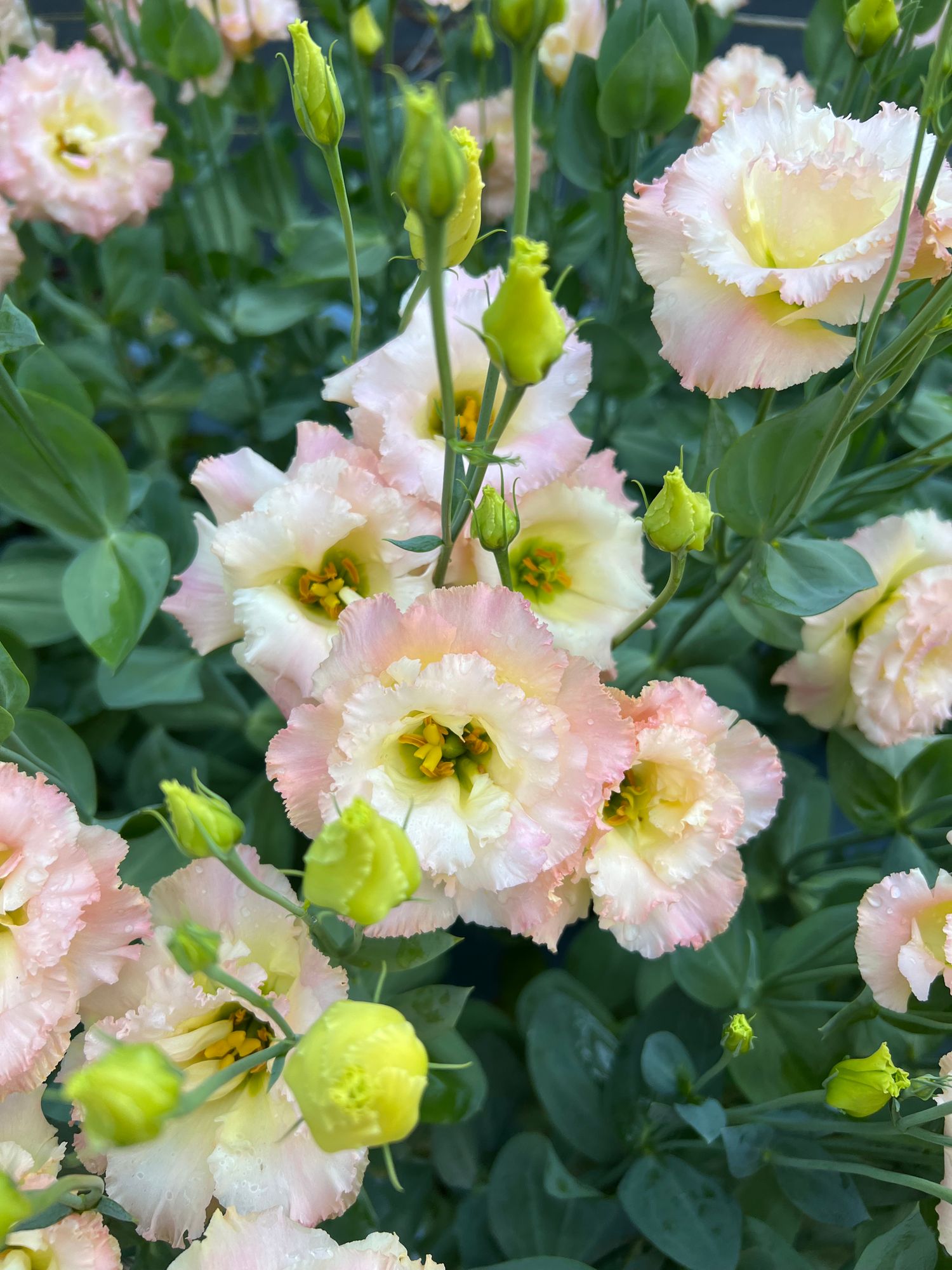 EUSTOMA grandiflorum Voyage