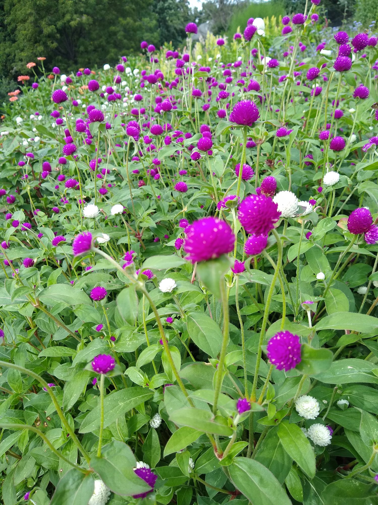GOMPHRENA globosa QIS